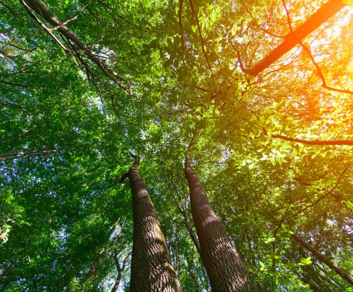 Produzione sostenibile di materie plastiche e lavorazione della plastica riciclata con innovazione da VBN