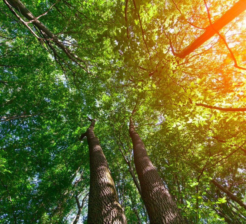 Produzione sostenibile di materie plastiche e lavorazione della plastica riciclata con innovazione da VBN